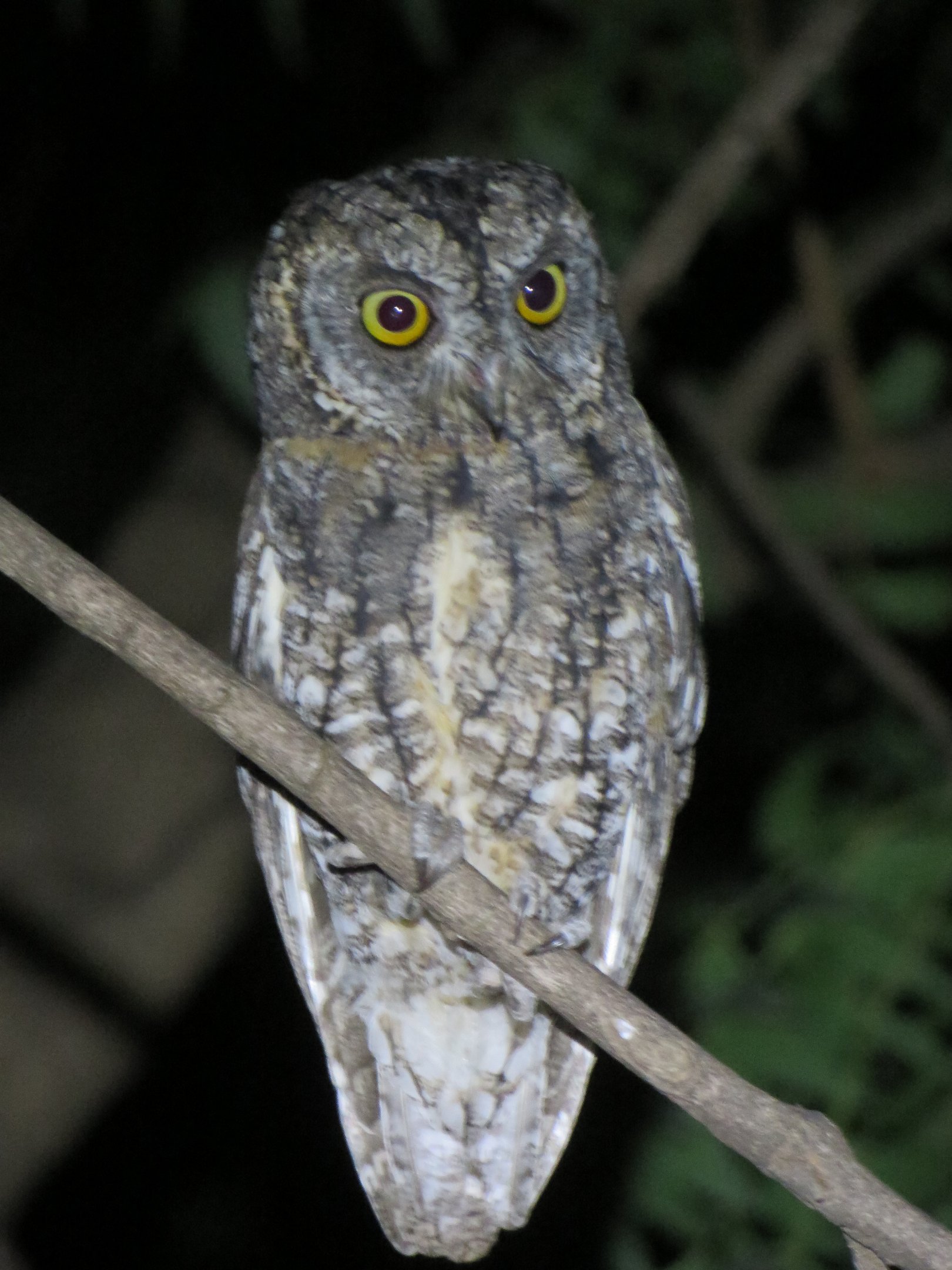 African scops owl