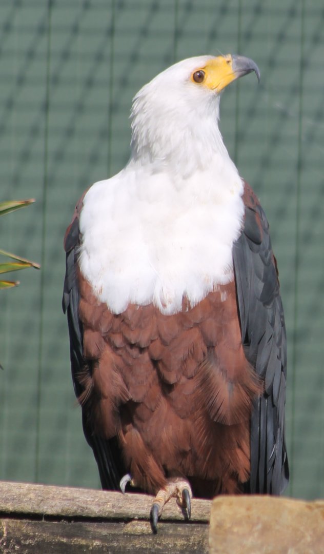 African sea-eagle