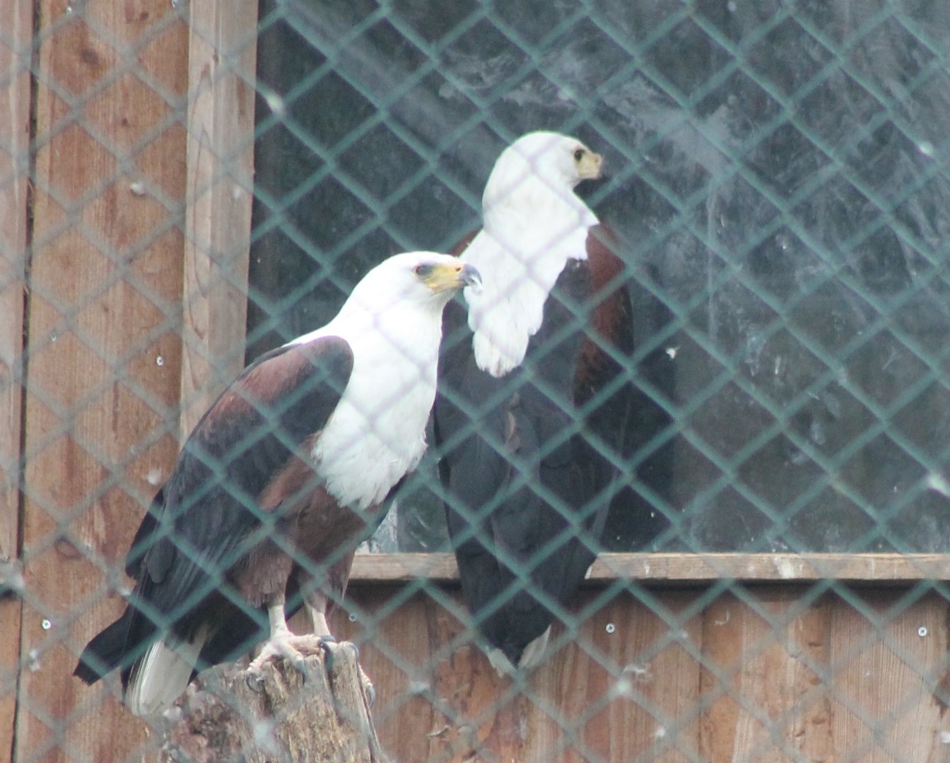 African sea-eagles