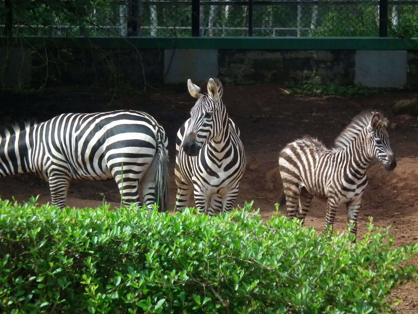 African Section -Baby and Mother Grant's Zebra