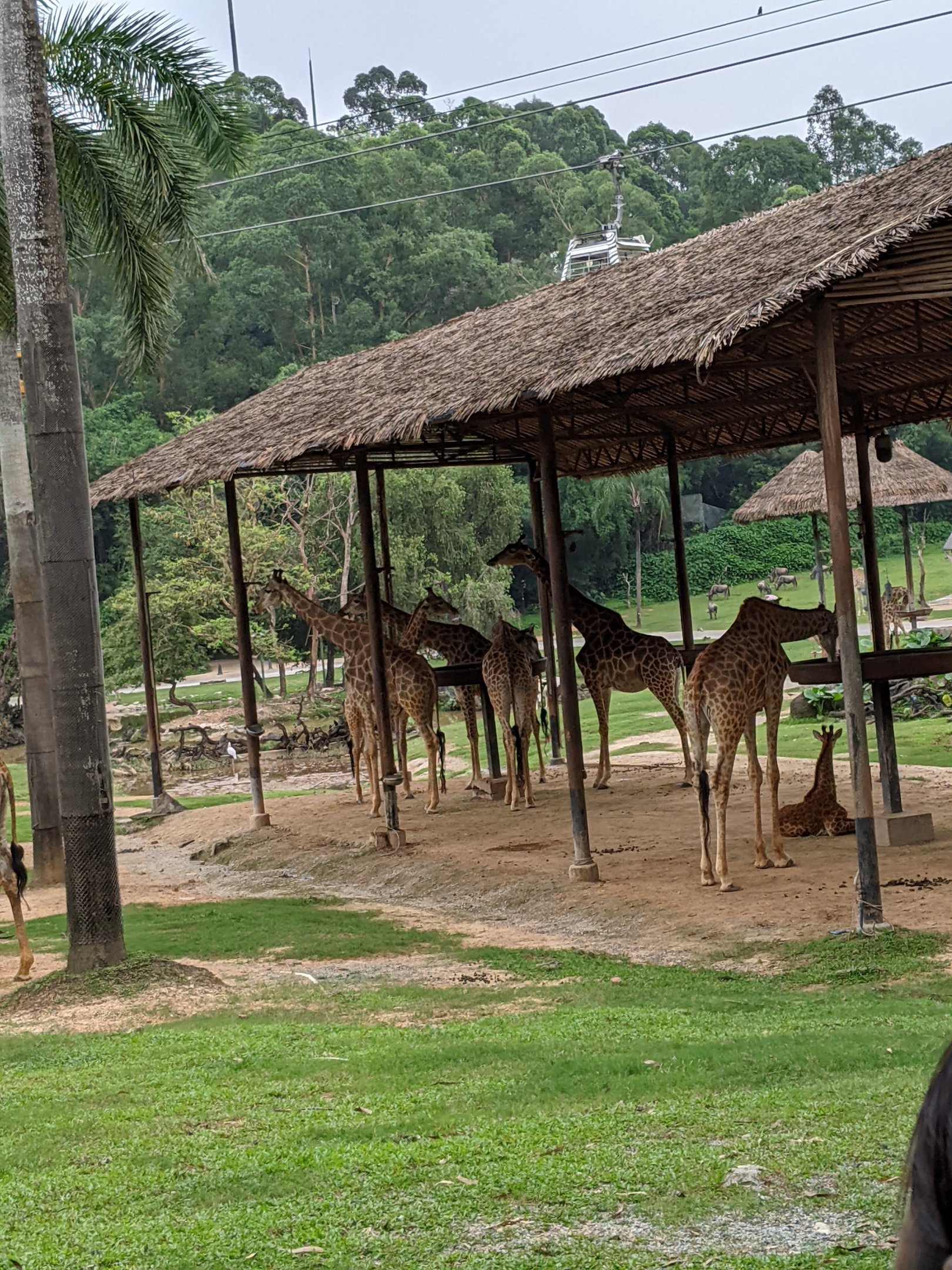 African section of drive-through safari area