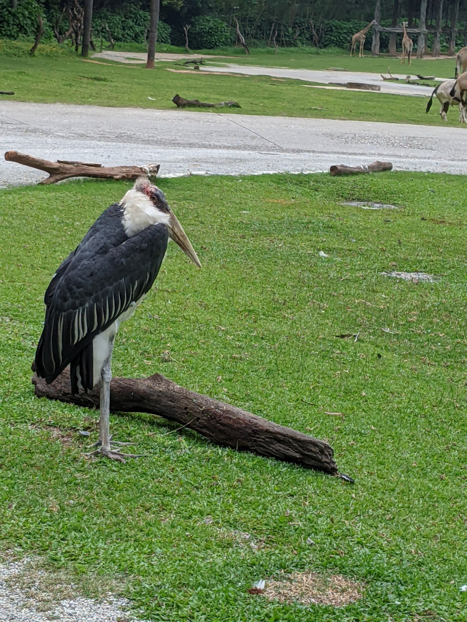 African section of drive-through safari area
