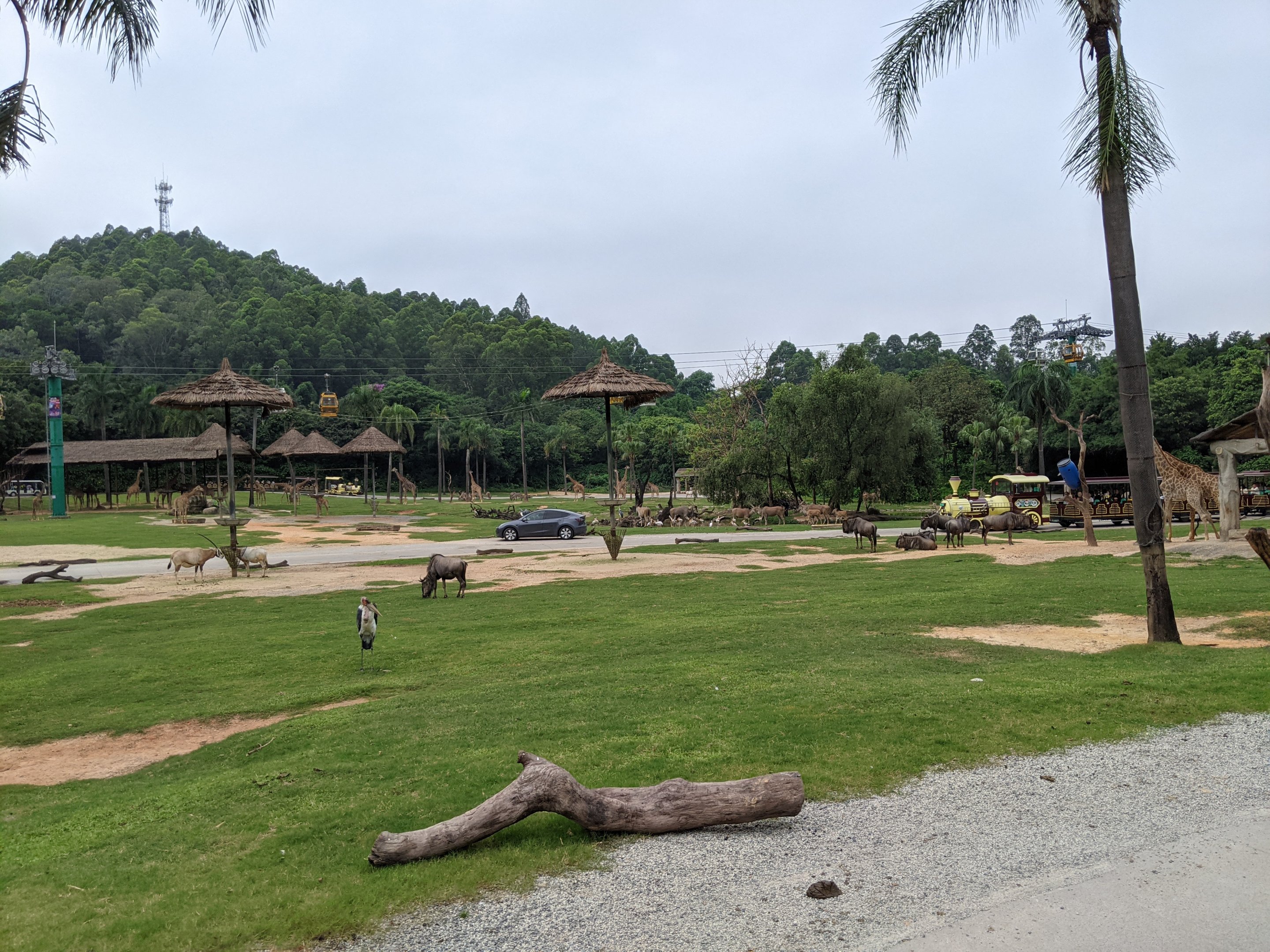 African section of drive-through safari area