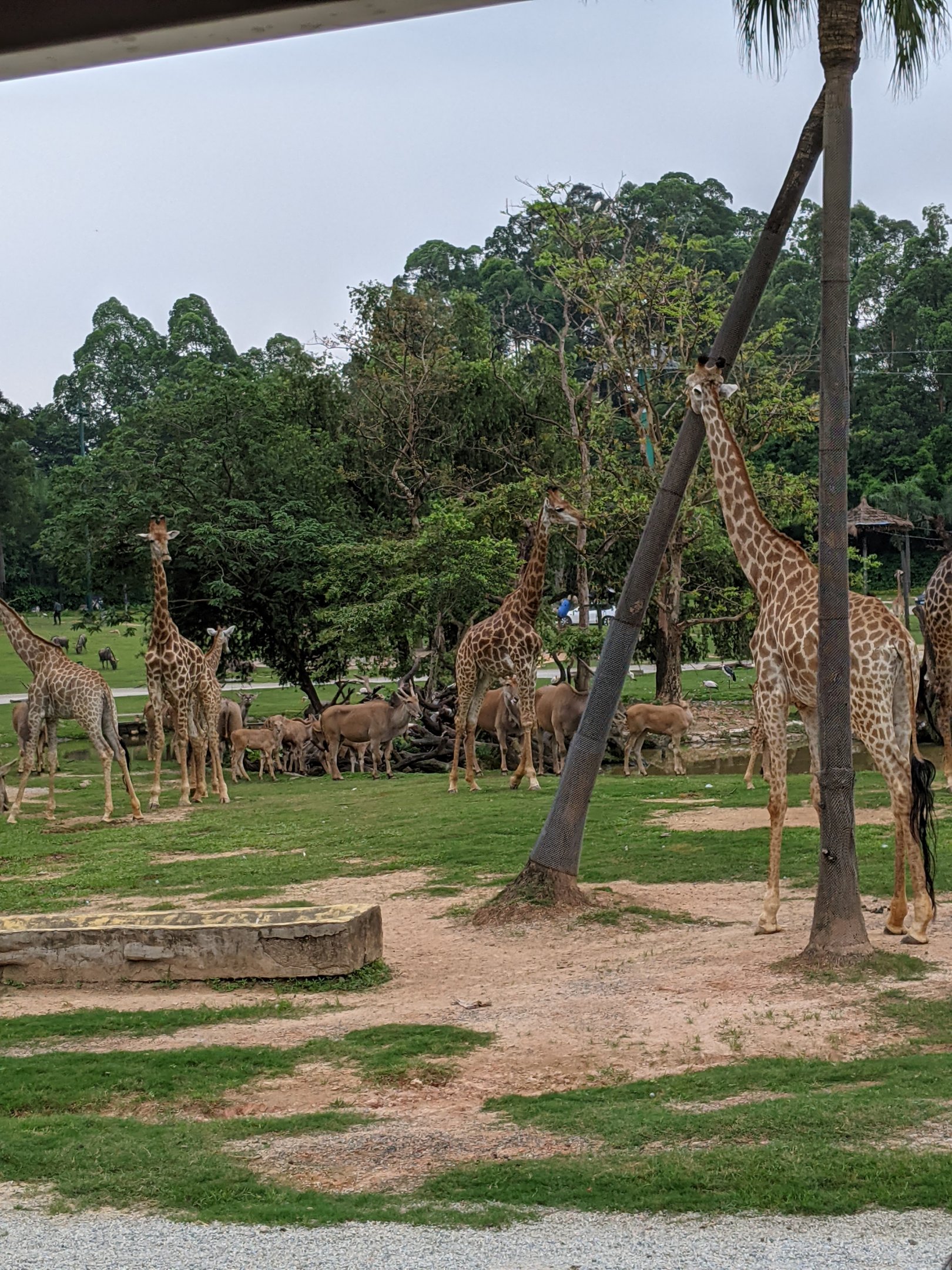 African section of drive-through safari area