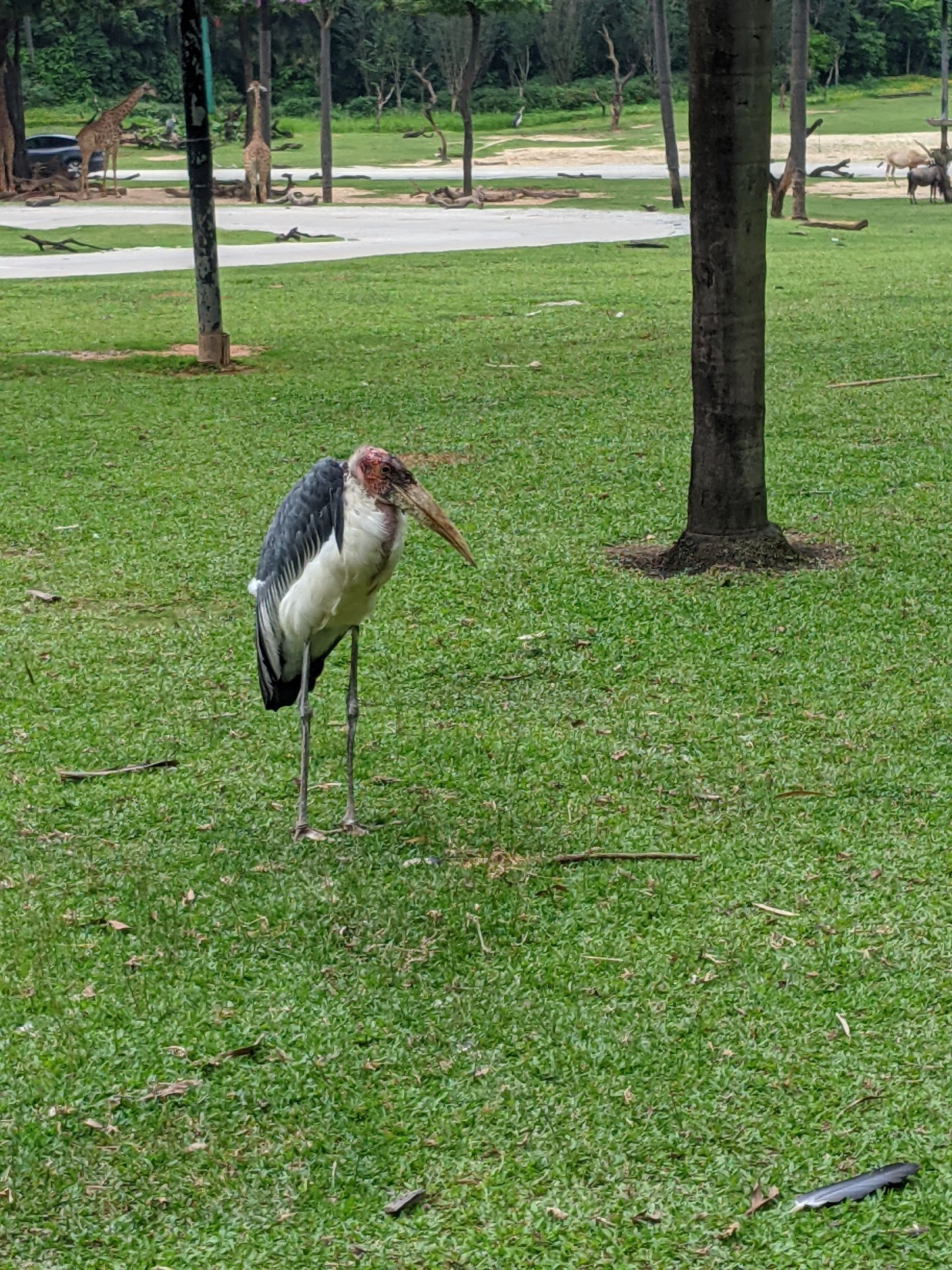 African section of drive-through safari area