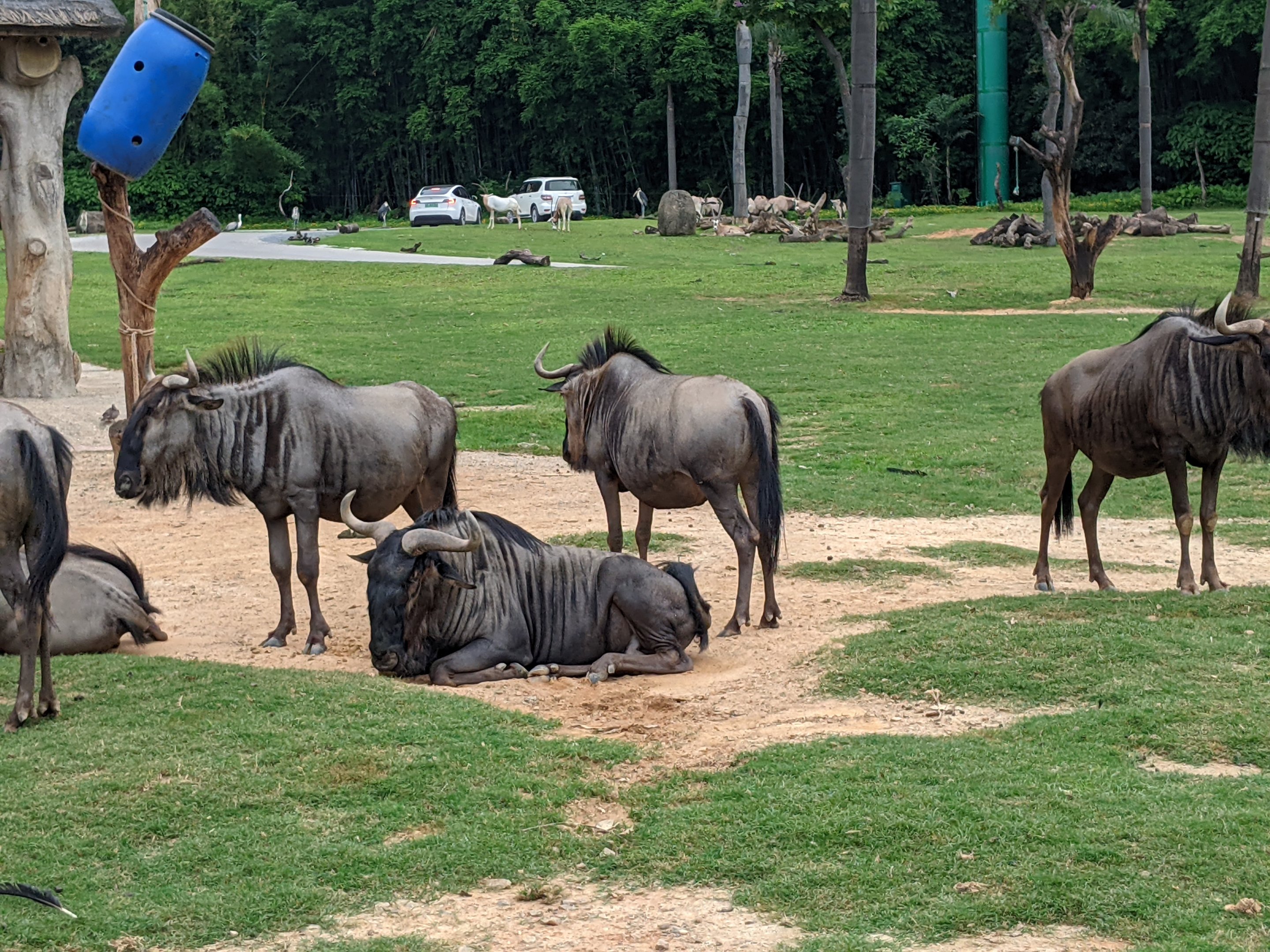 African section of drive-through safari area