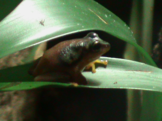 african sedge frog (hyperolius puncticulatus) 030910
