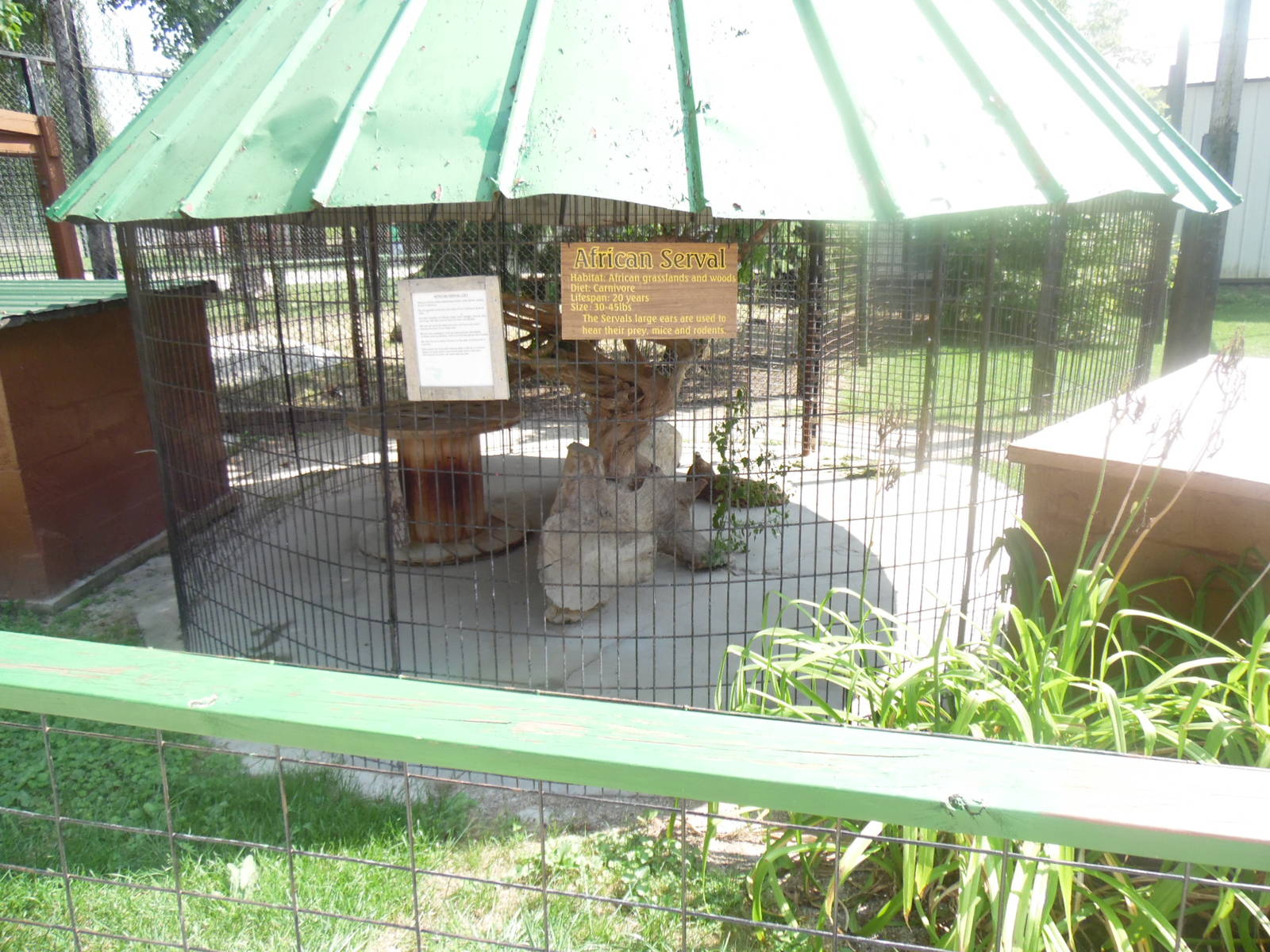 African Serval Exhibit