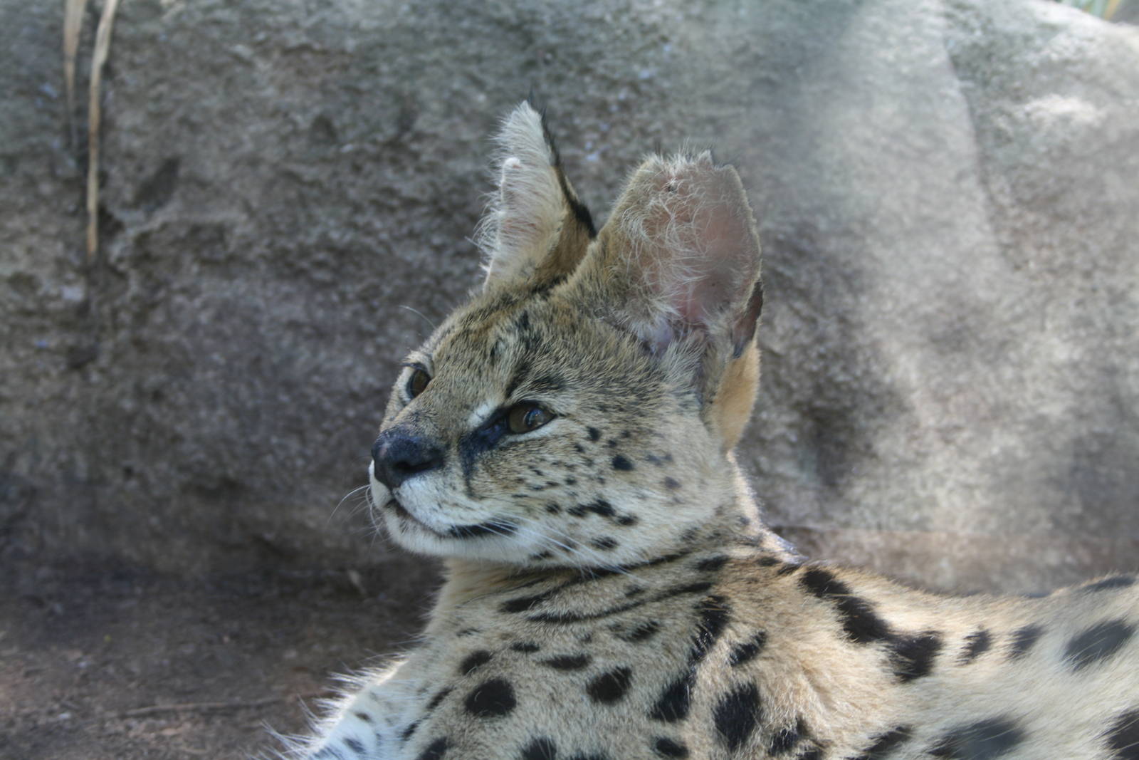 African Serval