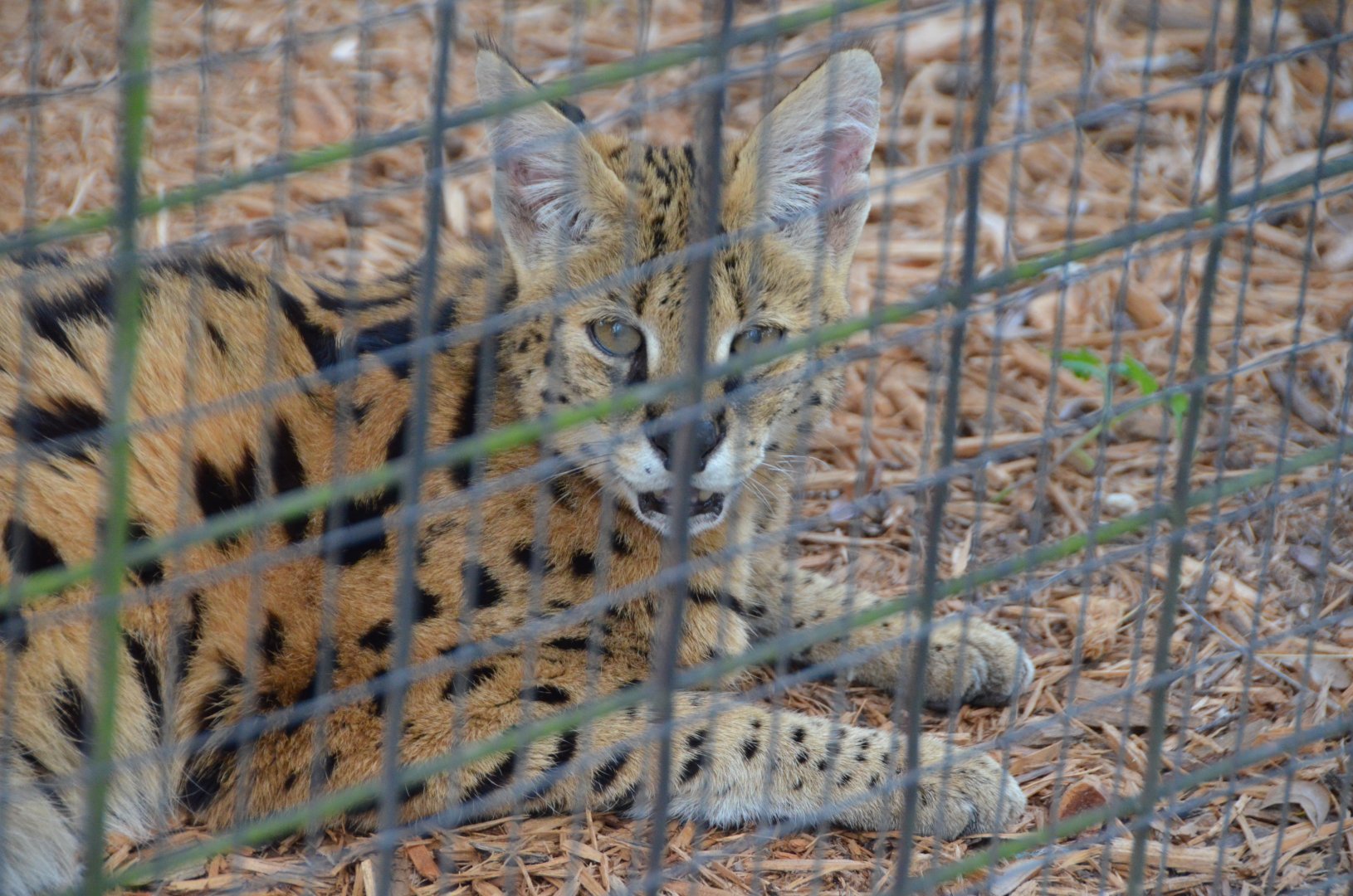 African Serval