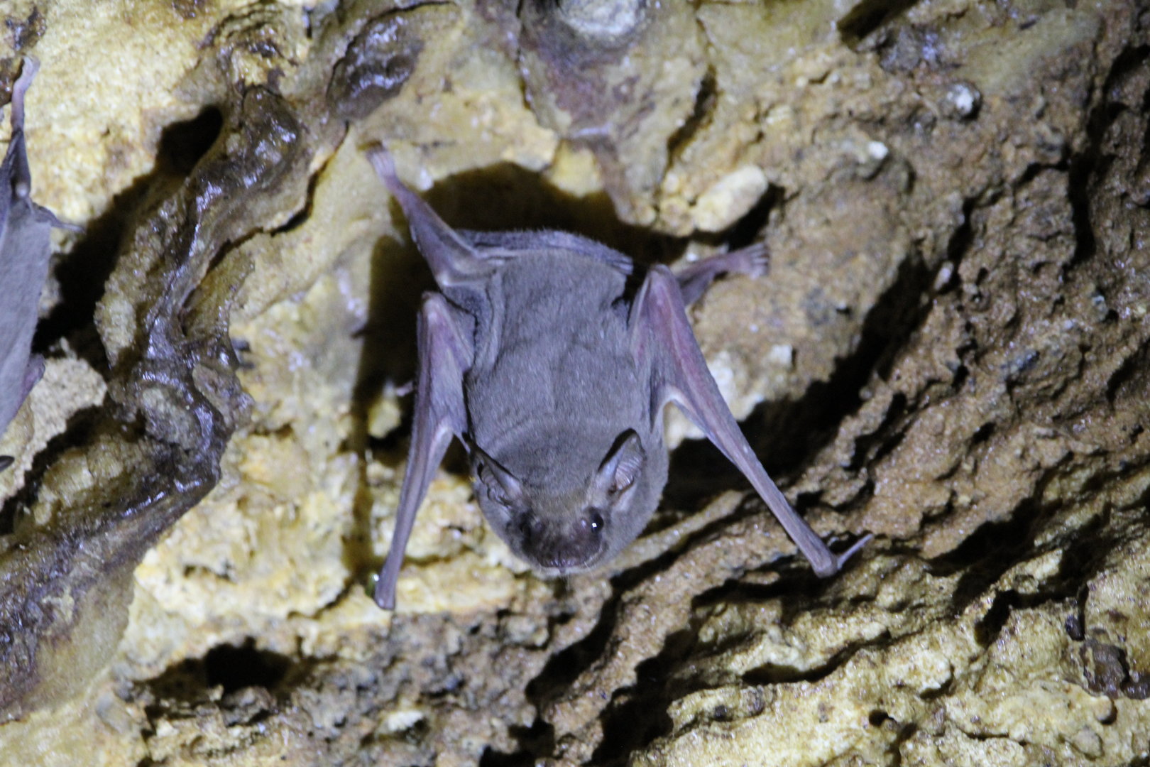 African Sheath-Tailed Bat