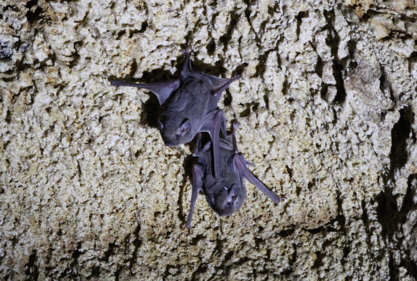 African Sheath-Tailed Bats