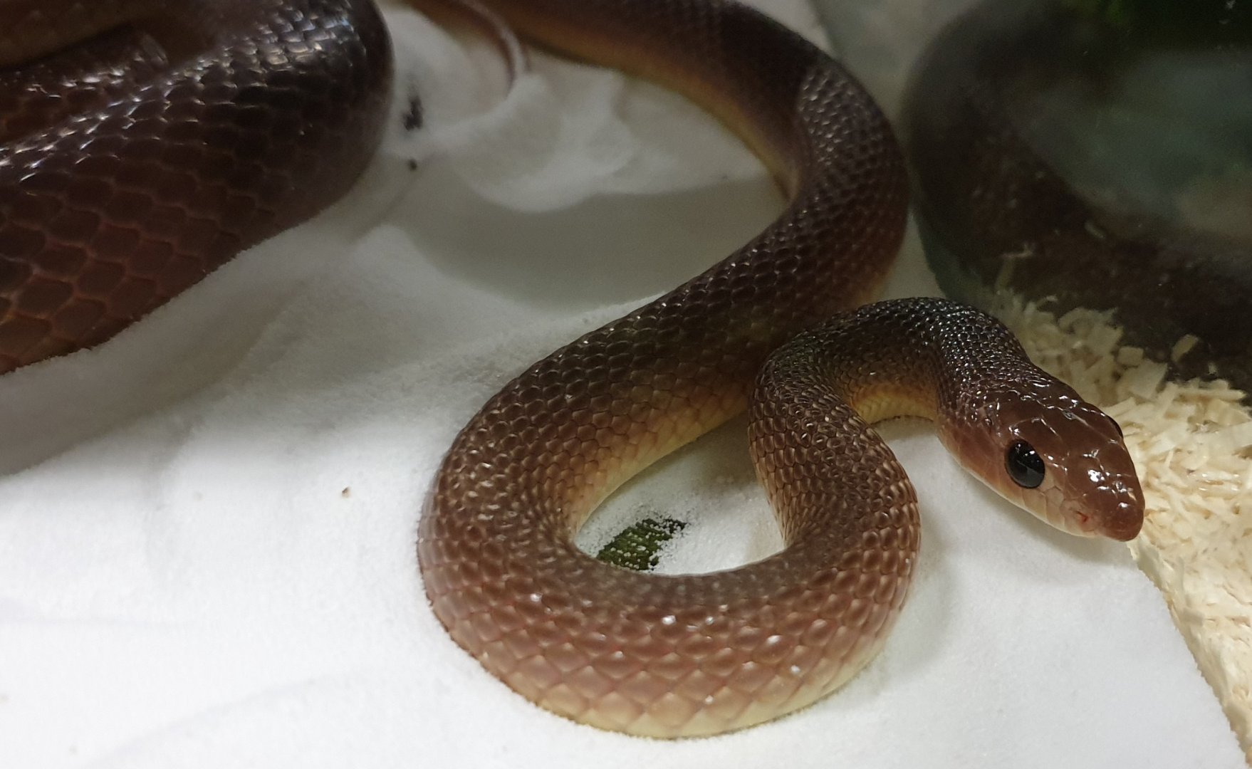 African shovel-nosed snake - Scaphiophis albopunctatus