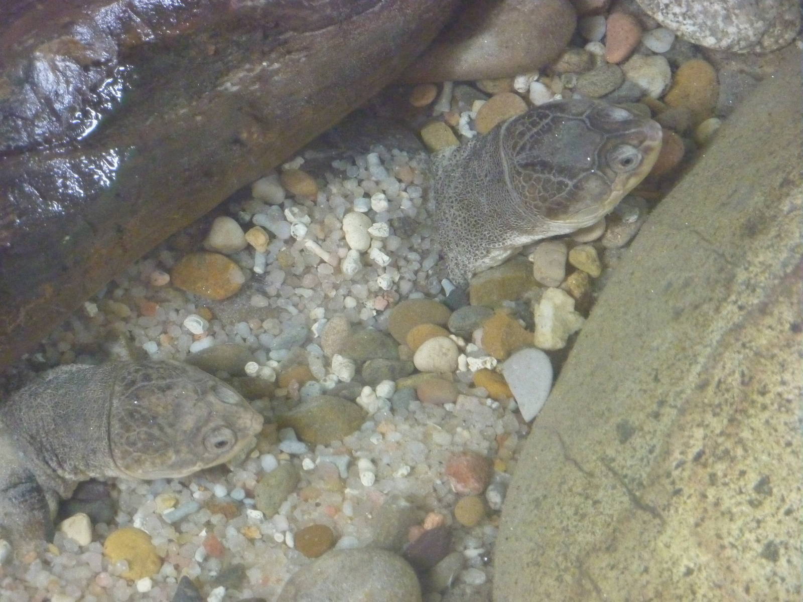 African side-necked turtles, 10th April 2012