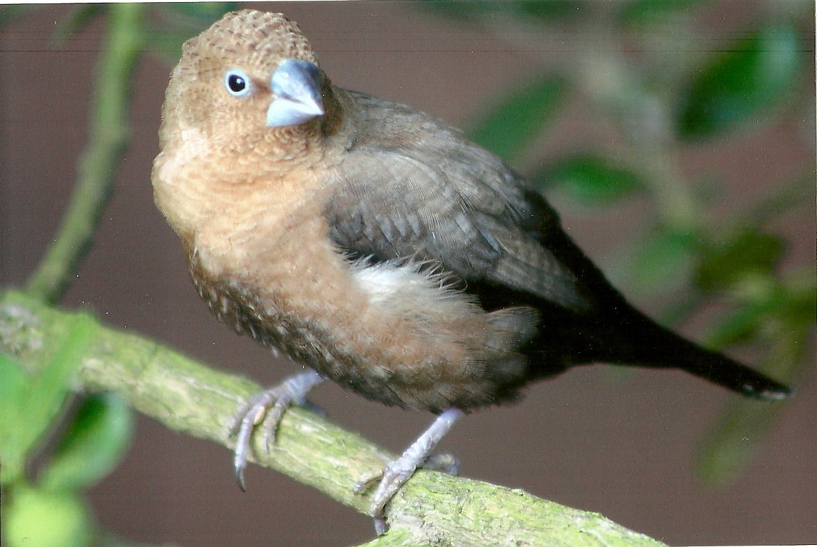 African Silverbill, 13th August 2014