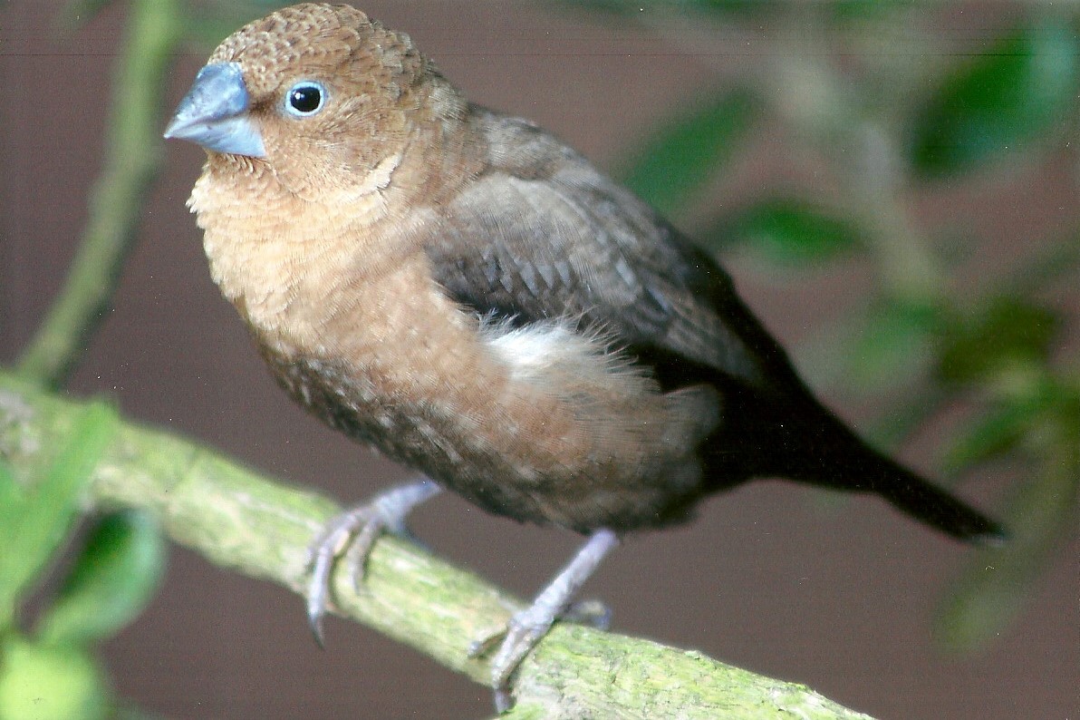 African Silverbill, 13th August 2014