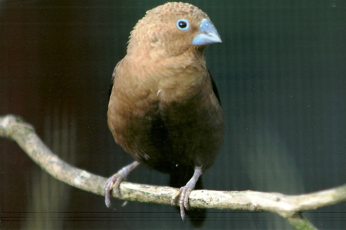 African Silverbill, 13th August 2014