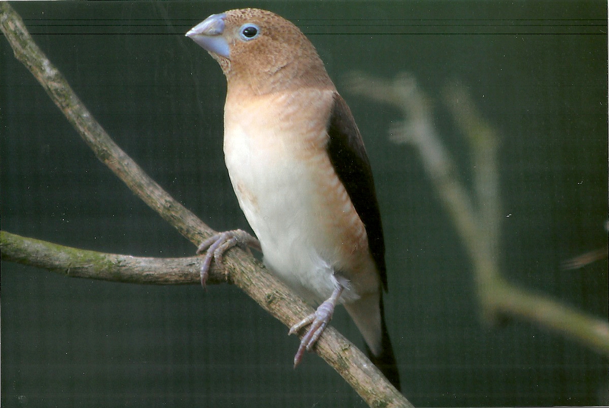 African Silverbill, 13th August 2014