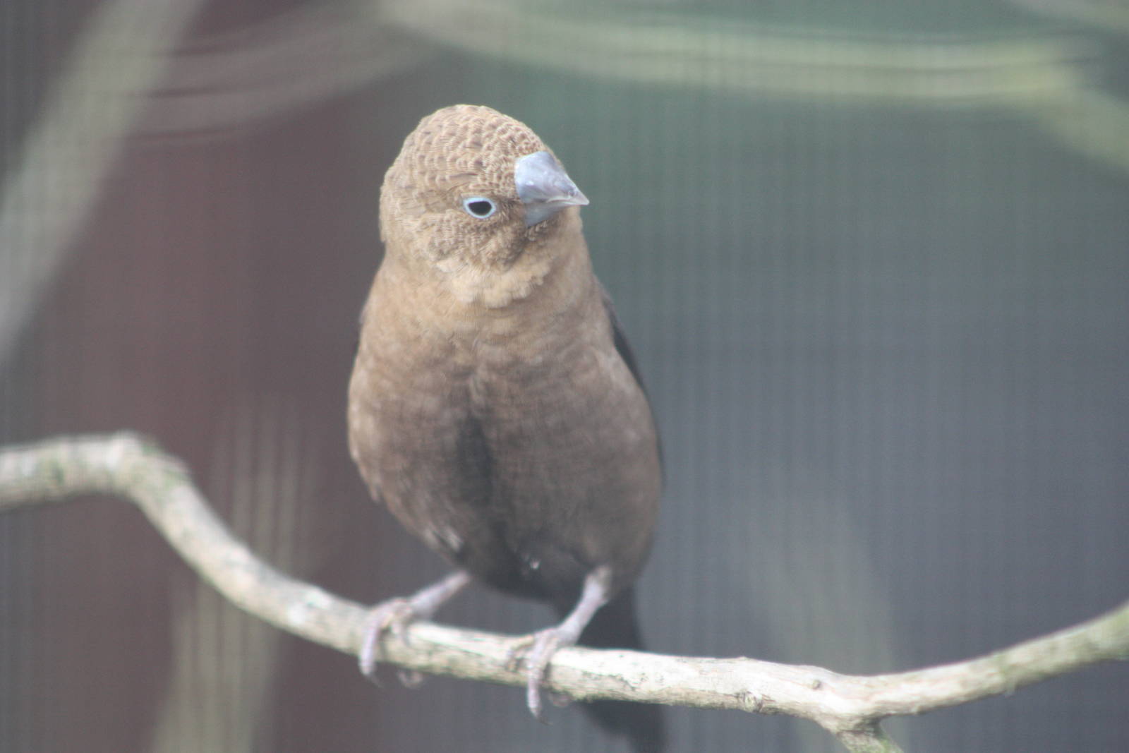 African Silverbill, 13th August 2014