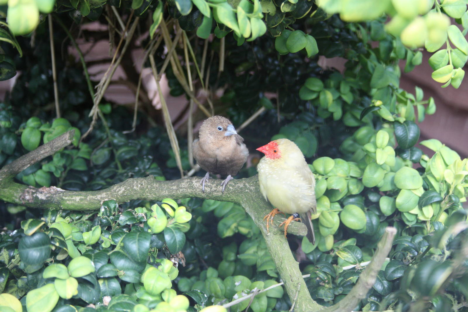 African Silverbill and Star Finch, 8th June 2014