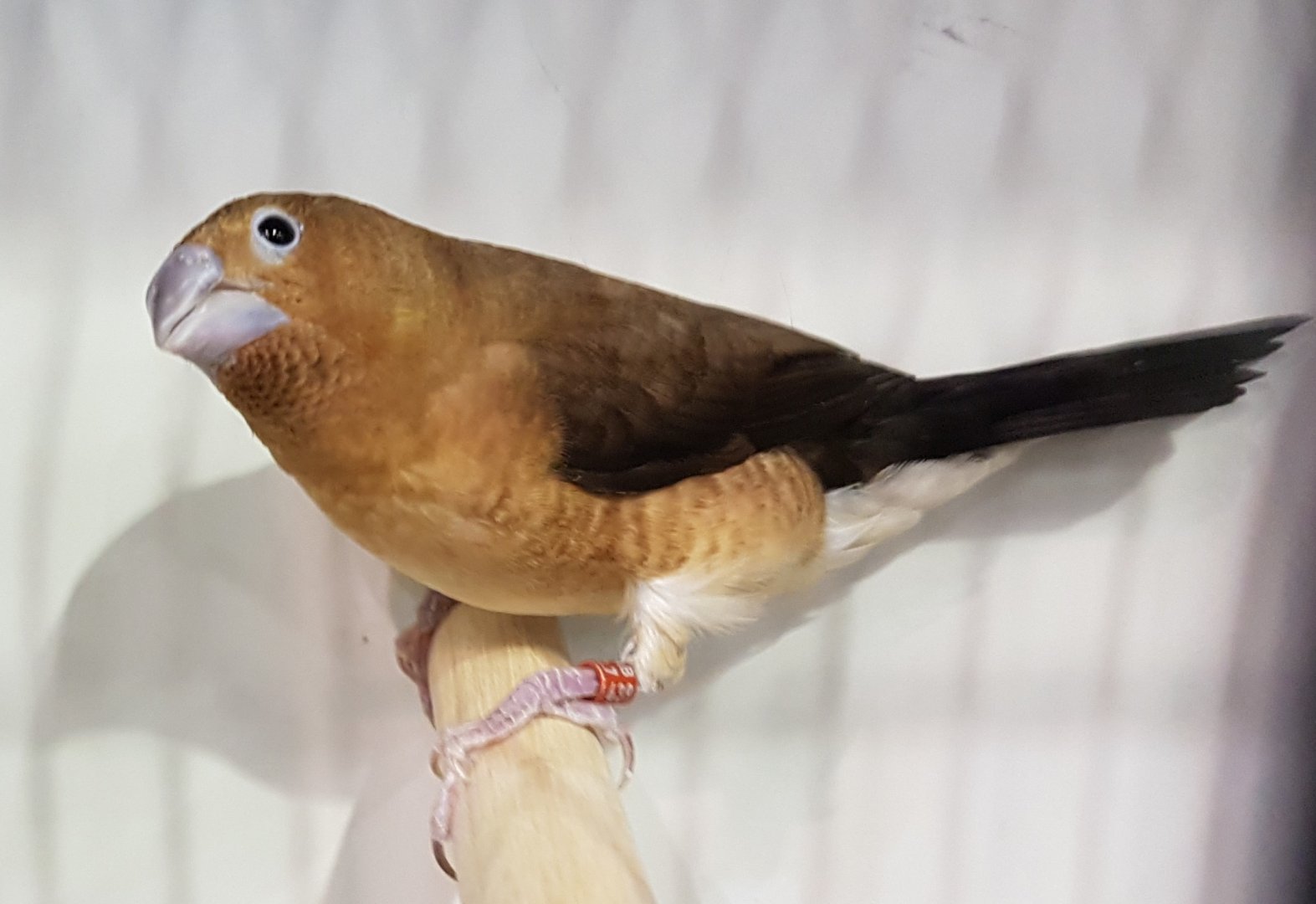 African silverbill - Euodice cantans