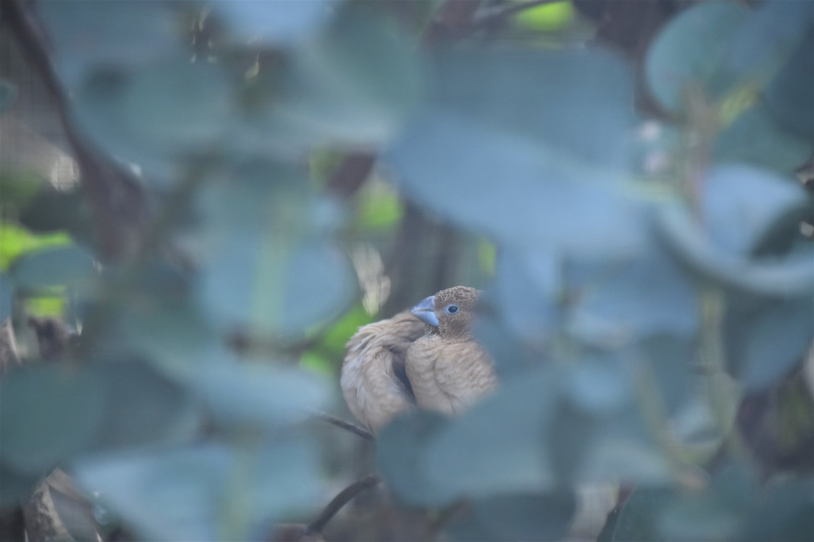 African silverbill, Euodice cantans