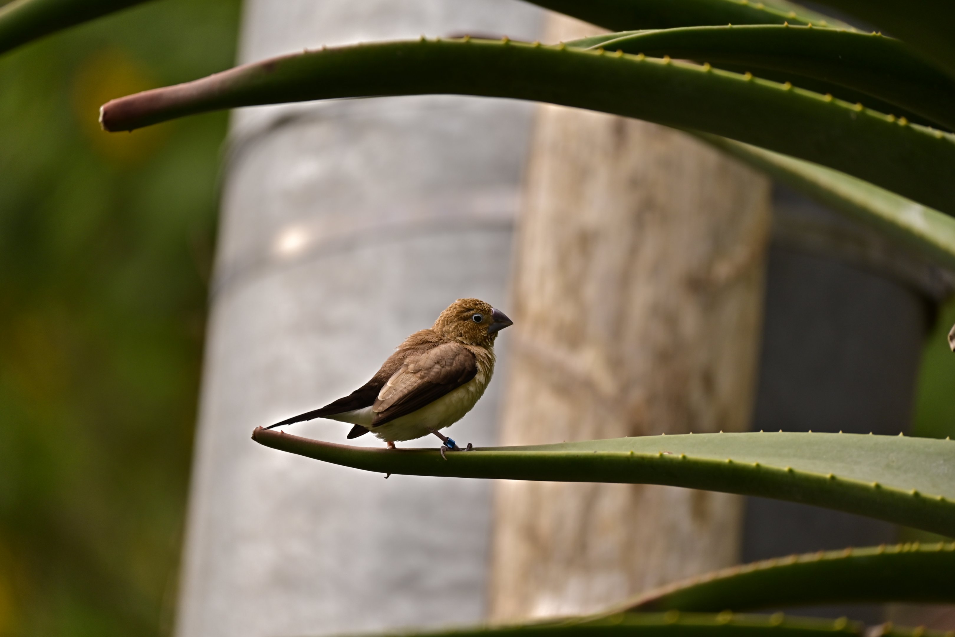 African Silverbill