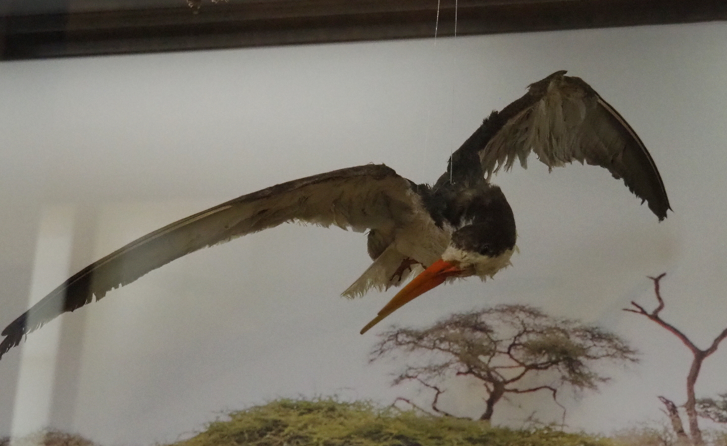 African skimmer (Rynchops flavirostris), 2021-10-20