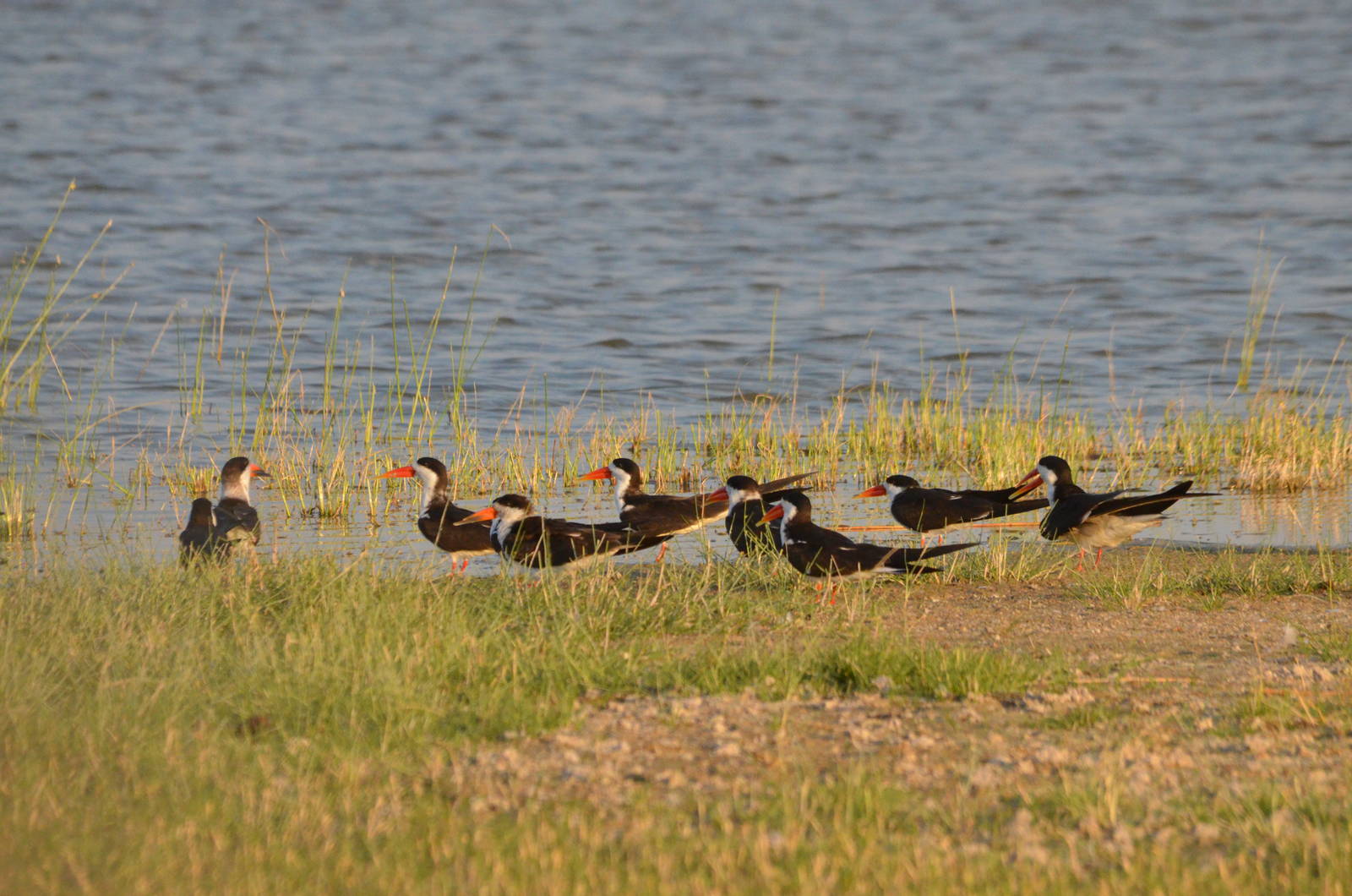 African Skimmers, Moremi Game Reserve, Botswana, 26/04/16