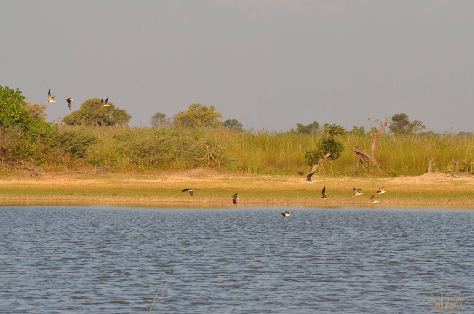 African Skimmers, Moremi Game Reserve, Botswana, 26/04/16