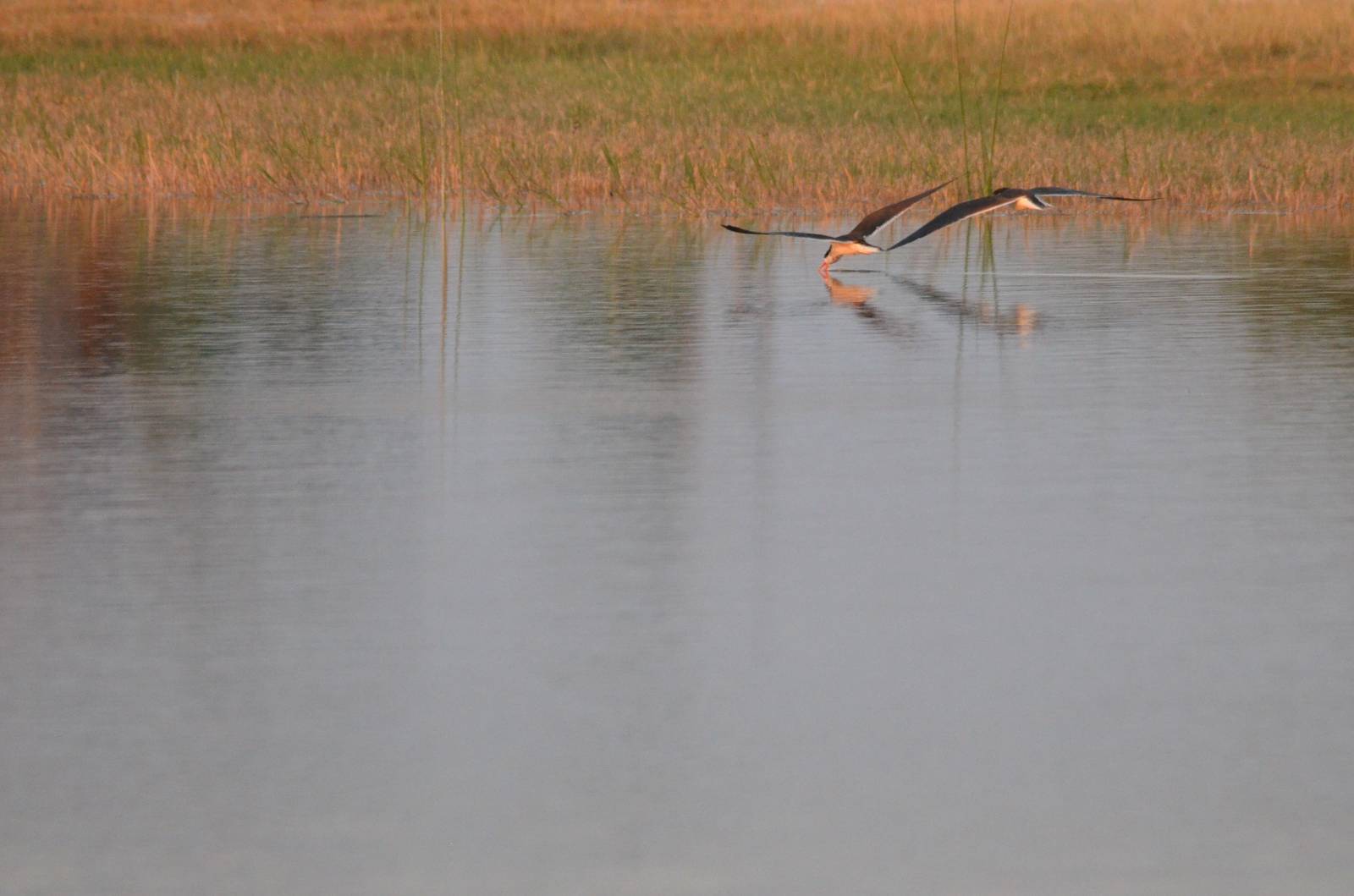 African Skimmers, Moremi Game Reserve, Botswana, 26/04/16