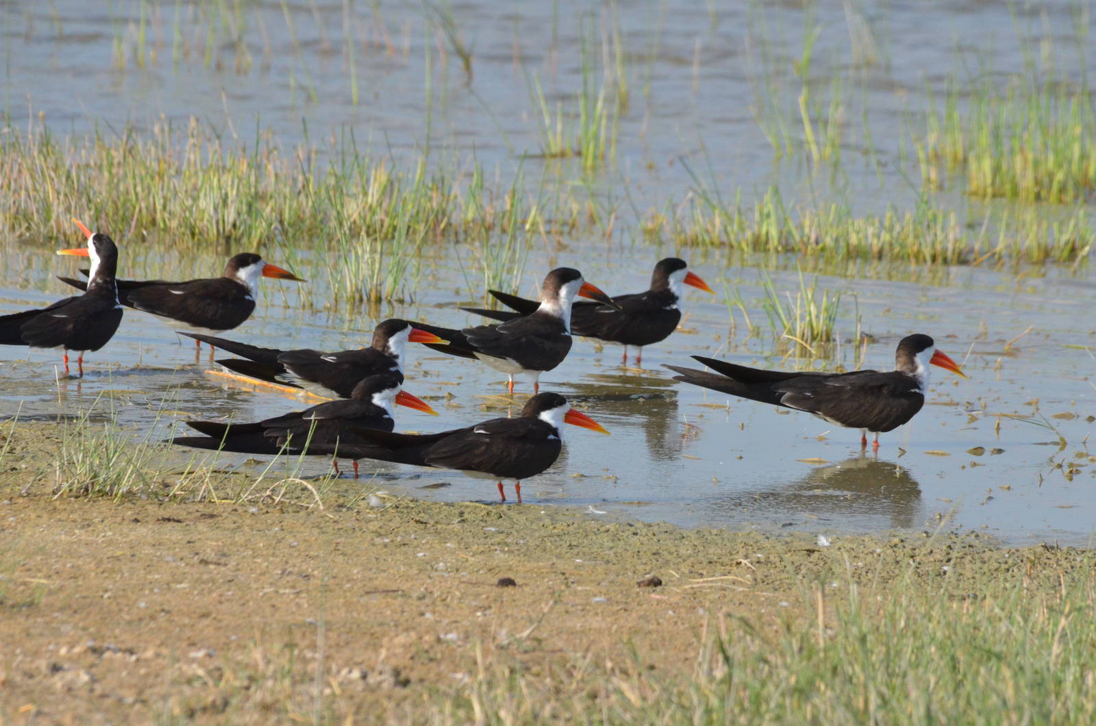 African Skimmers, Moremi Game Reserve, Botswana, 27/04/16
