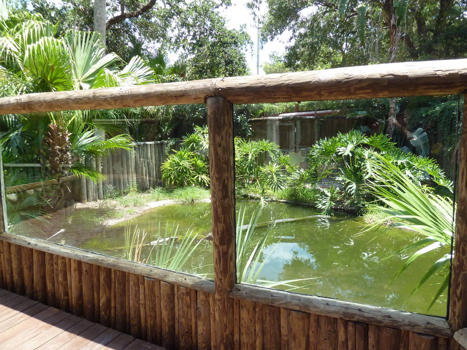 African Slender-Snouted Crocodile Exhibit