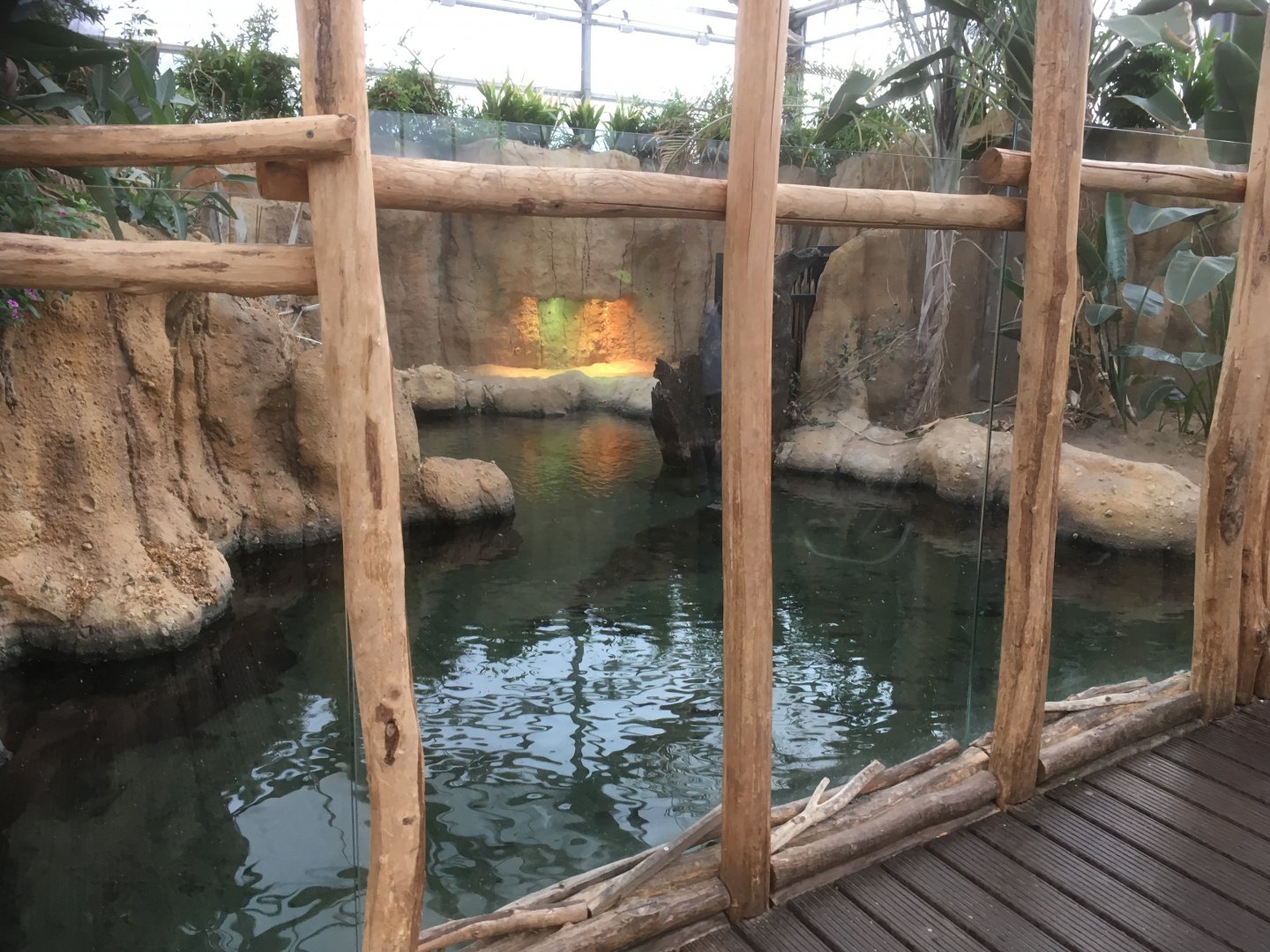 African slender snouted crocodile exhibit