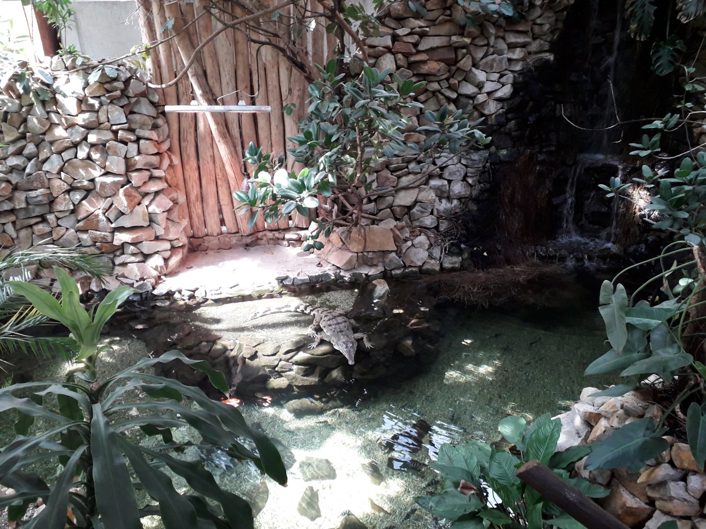 African Slender-snouted crocodile exhibit