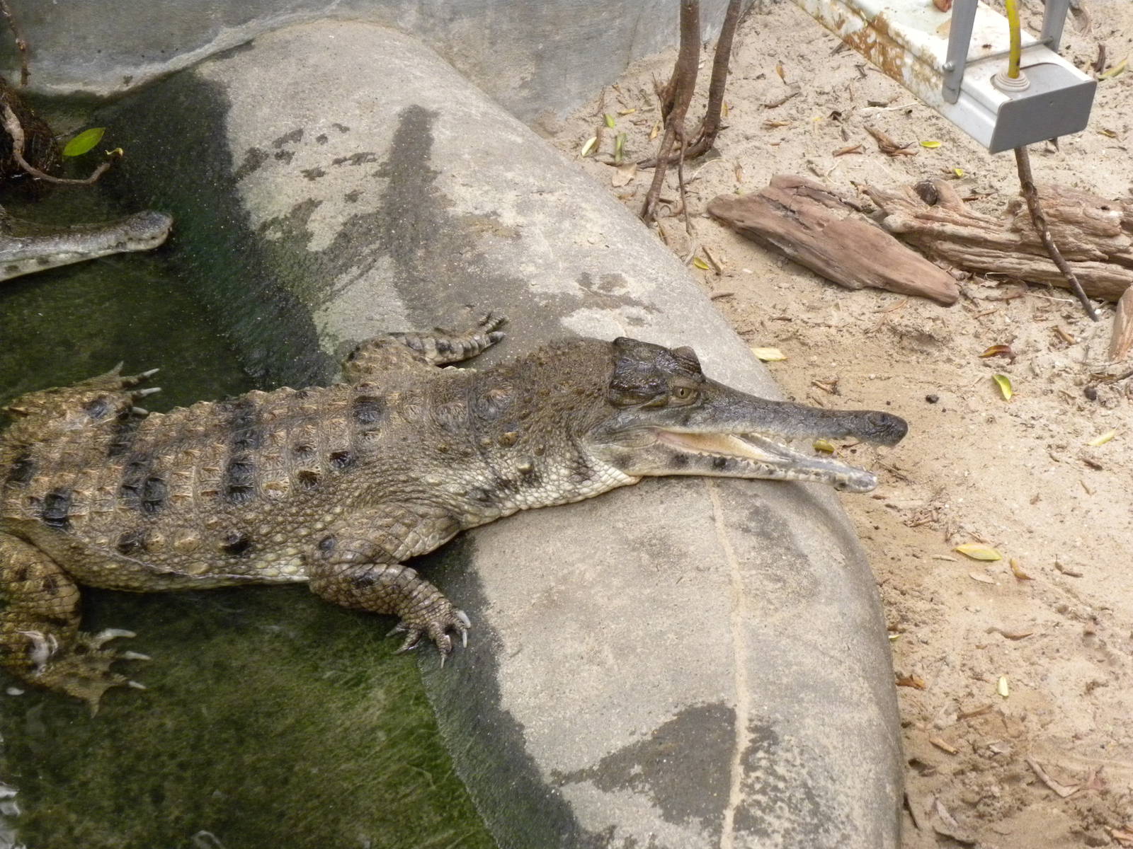 African slender-snouted crocodile