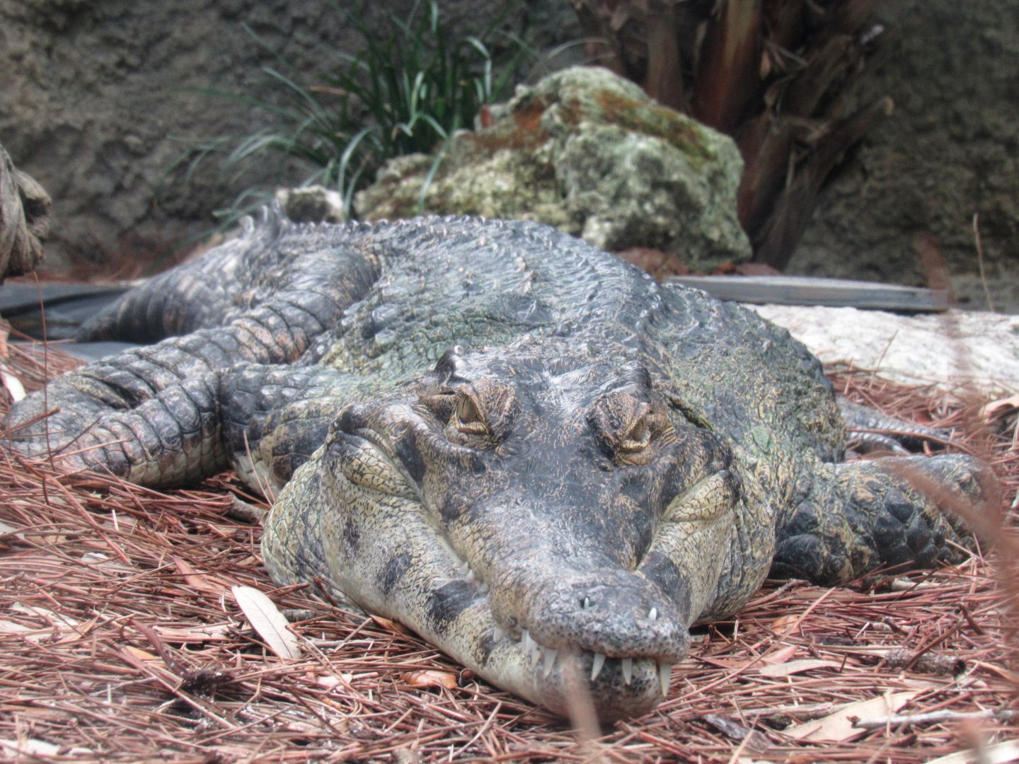 African slender-snouted crocodile
