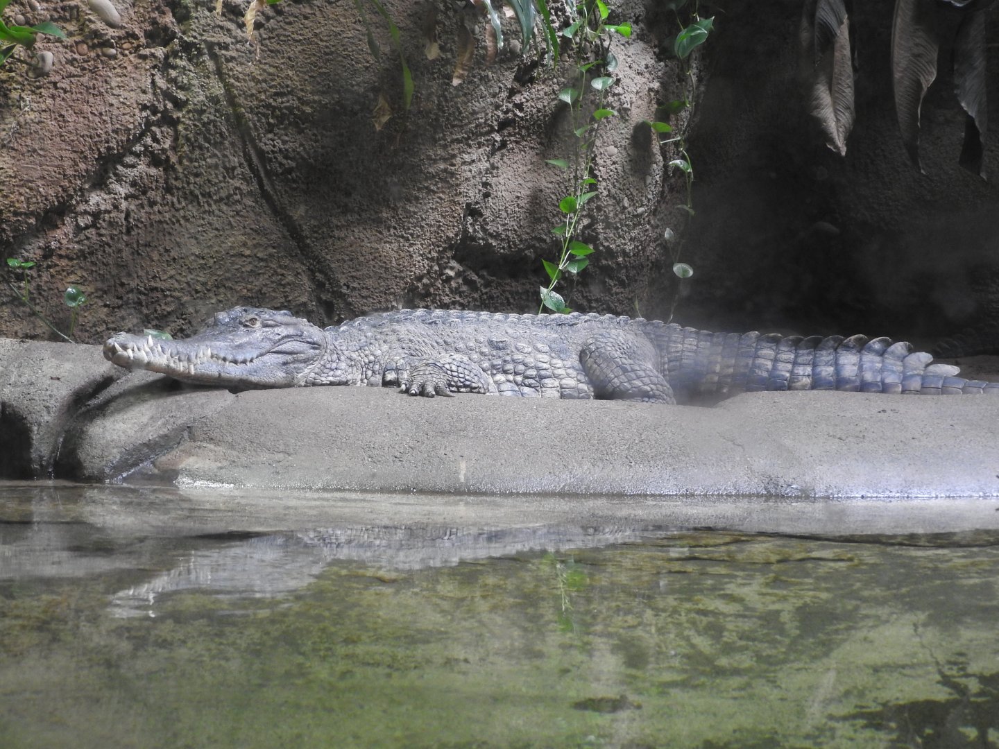 African Slender-snouted Crocodile