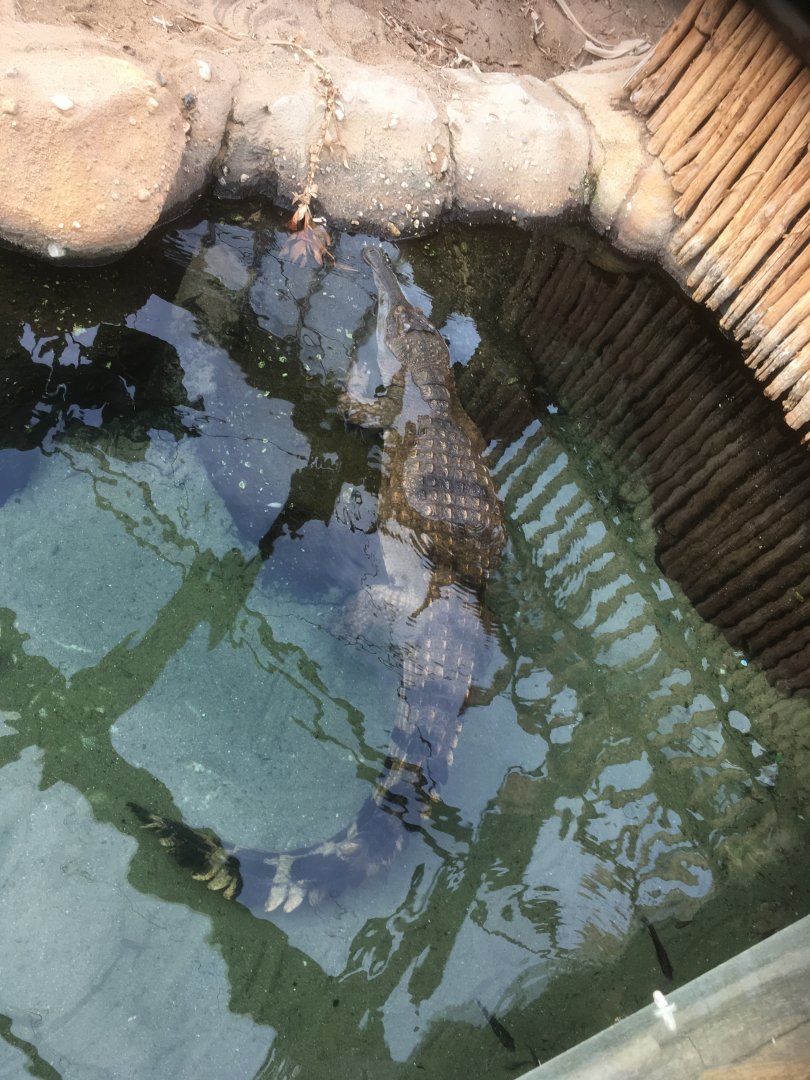 African slender snouted crocodile