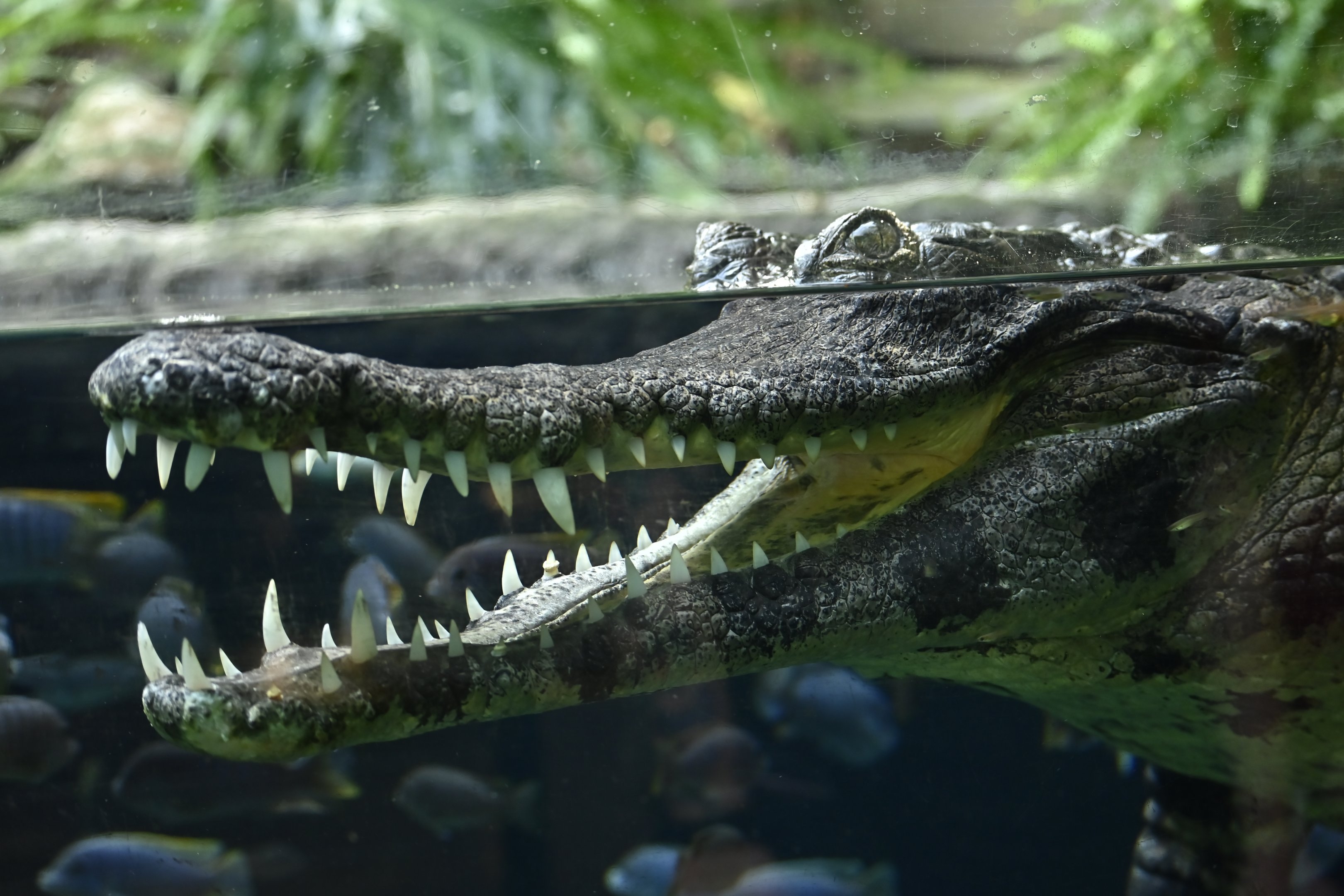 African Slender Snouted Crocodile