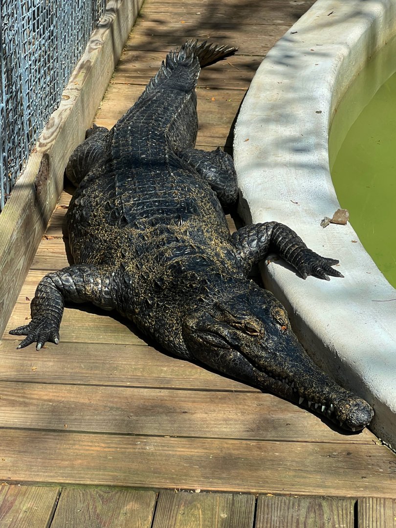 African Slender Snouted Crocodile