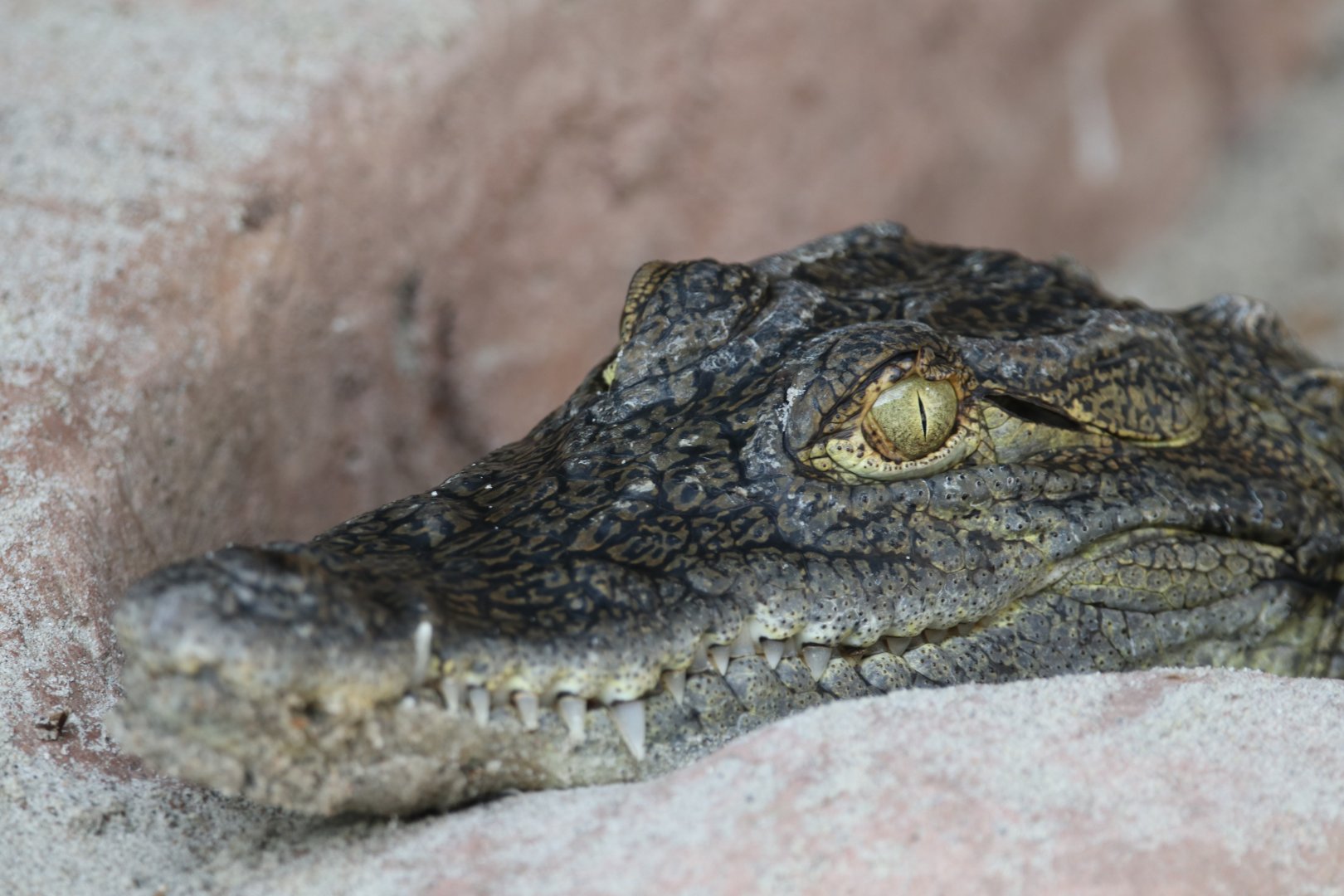 African slender-snouted crocodile