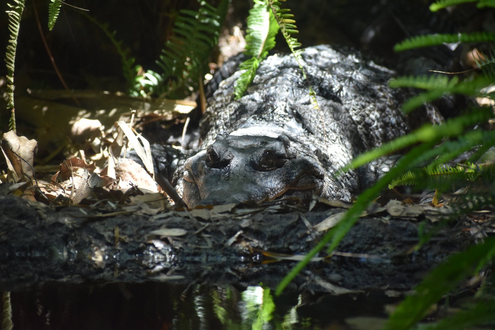 African Slender Snouted Crocodile