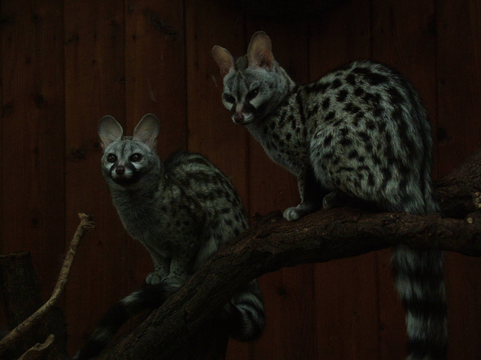 African Small-spotted Genet at Wroclaw Zoo Sept 2008