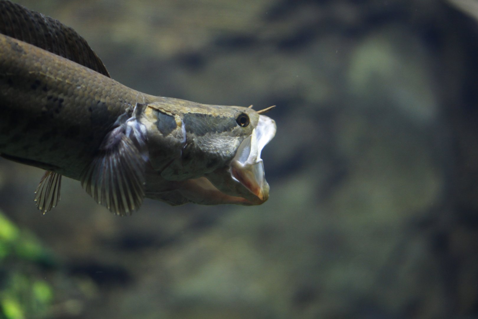 African snakehead (Parachanna obscura)