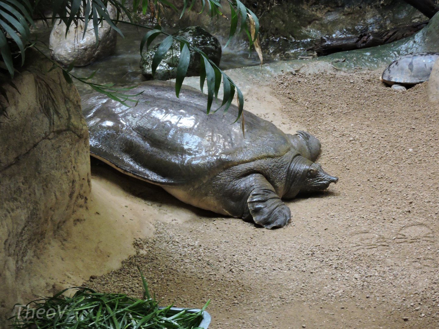 African softshell turtle [2015]