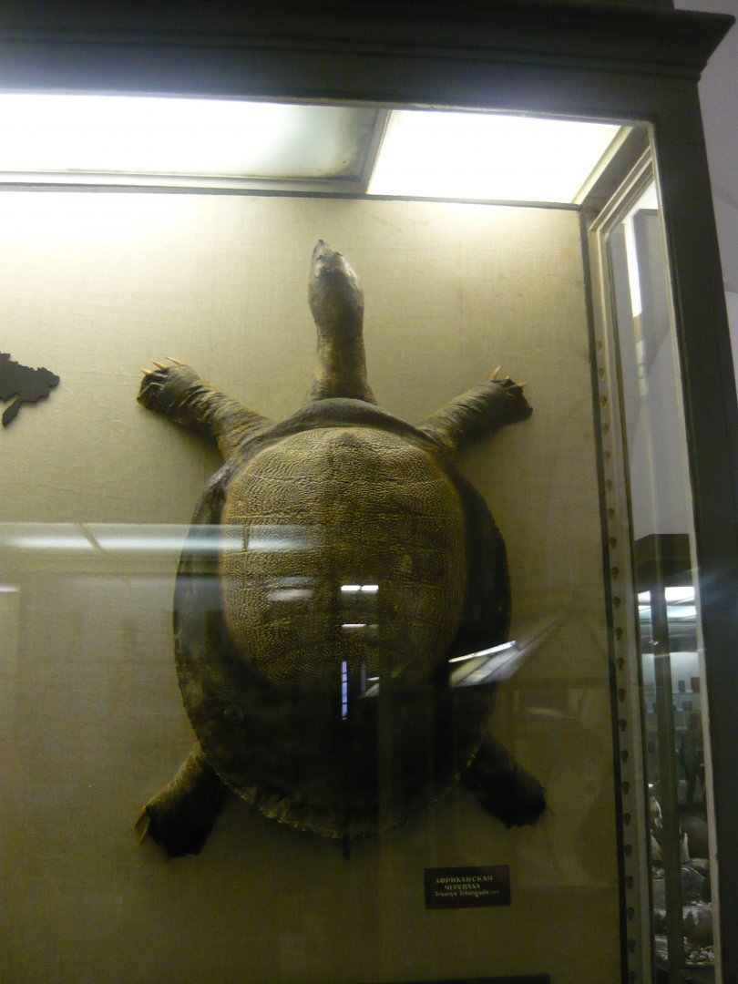 African softshell turtle