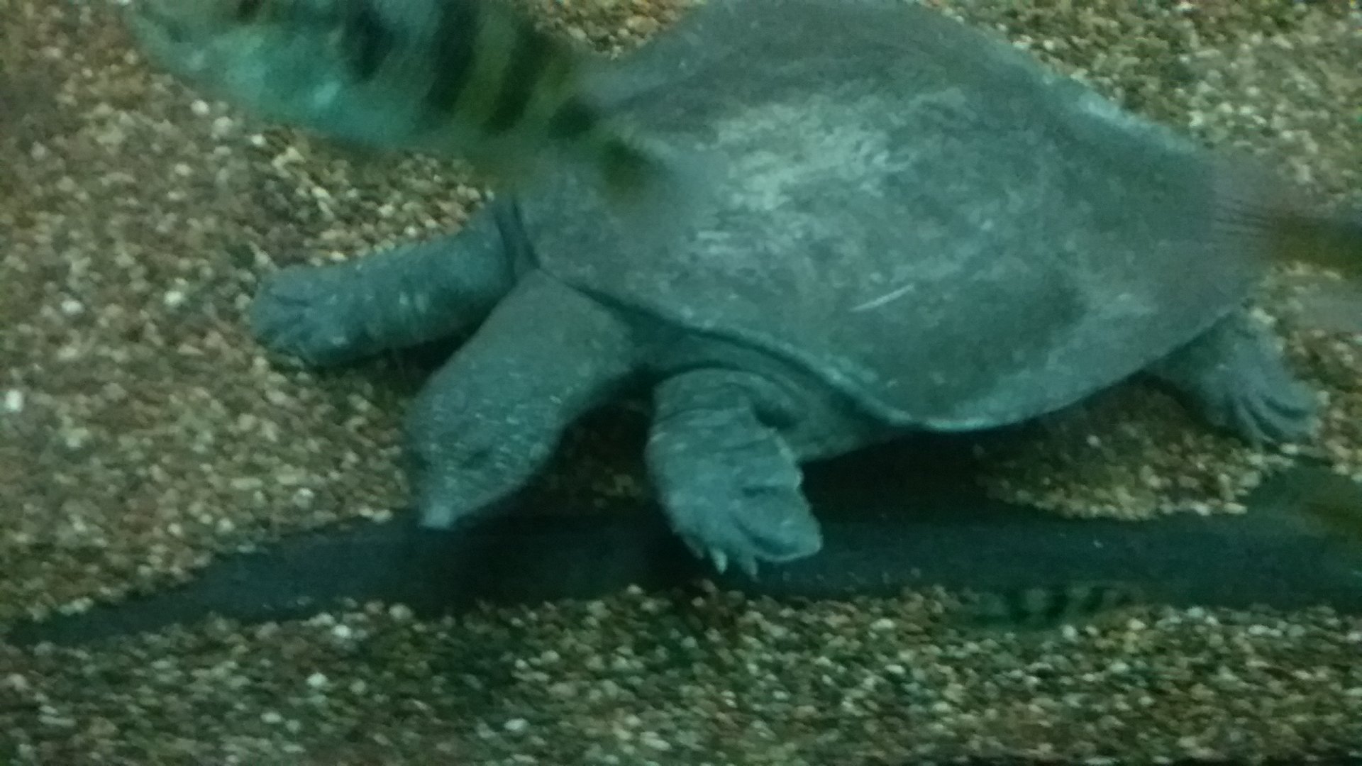 African softshell turtle