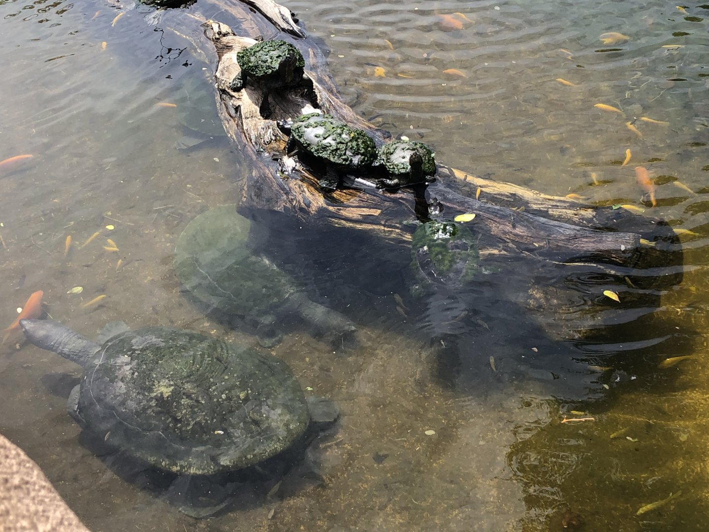 African softshell turtles and yellow-spotted river turtles