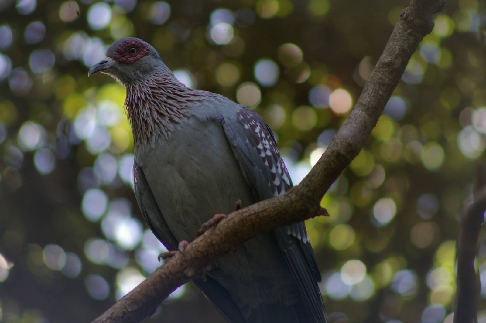 African speckled pigeon (Columba guinea)